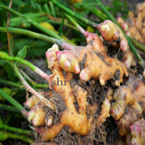 Fresh Ginger Roots