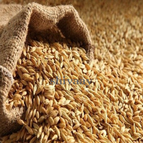 Natural Feed Barley