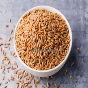Premium Quality Wheat