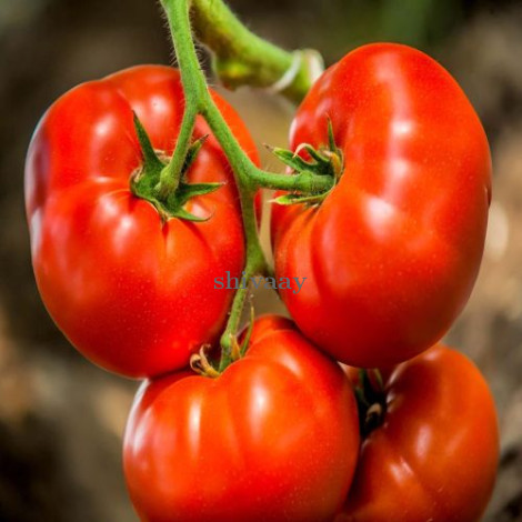 Fresh Red Tomato