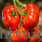 Fresh Red Tomato